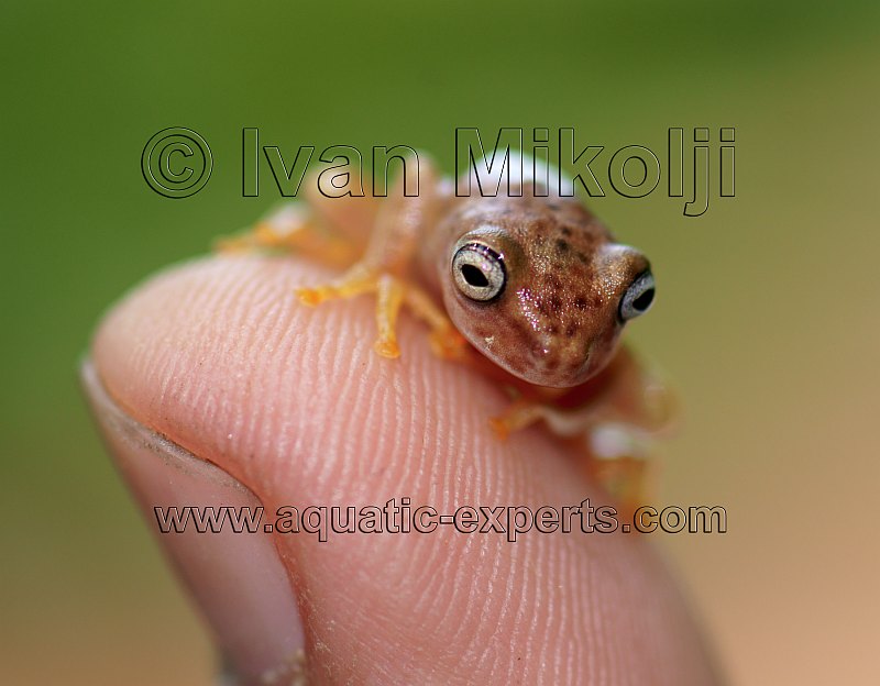 treefrog